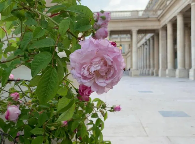 Near Louvre, Διαμέρισμα *